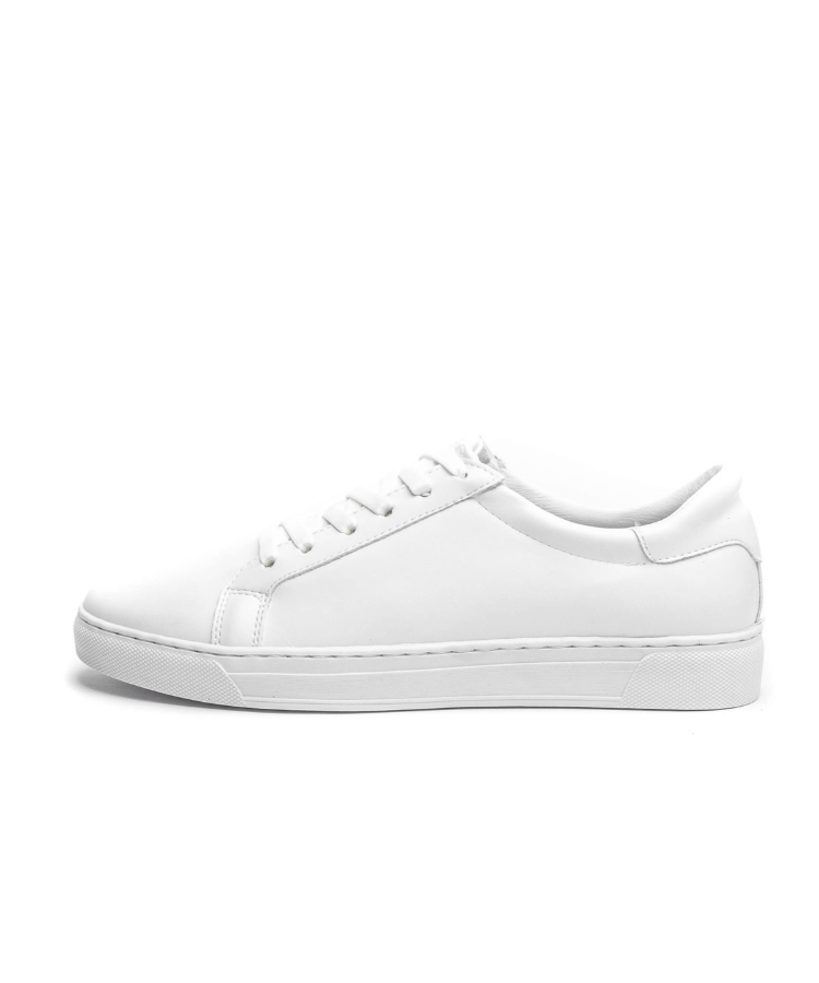 Image of Cosmos Nadal - Blanc - Cosmos - Algerie