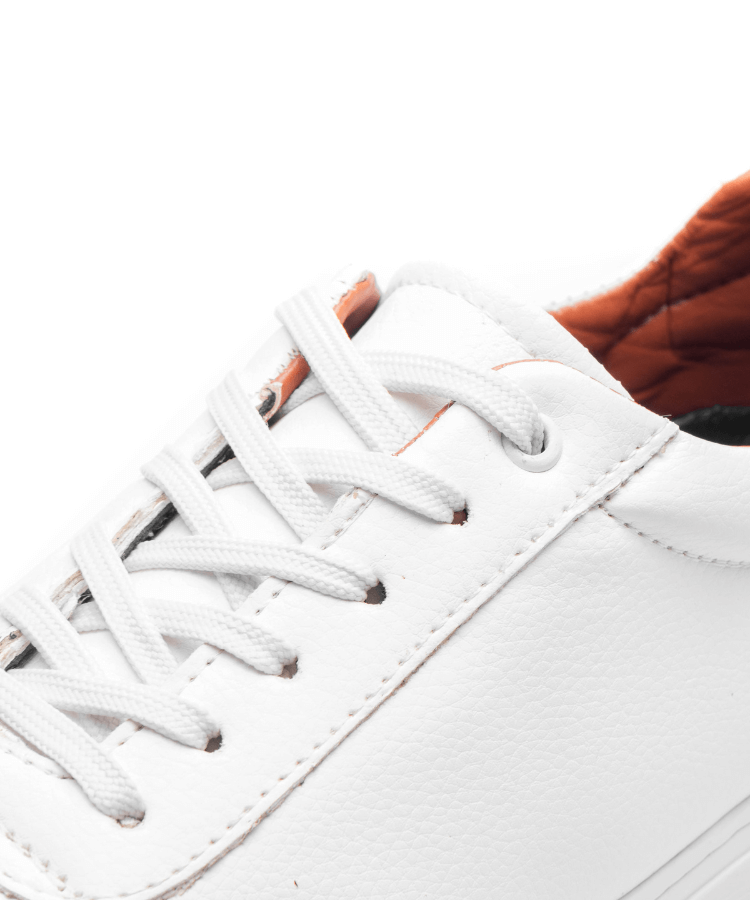 Image of Cosmos Vintage - Cosmos - Algerie